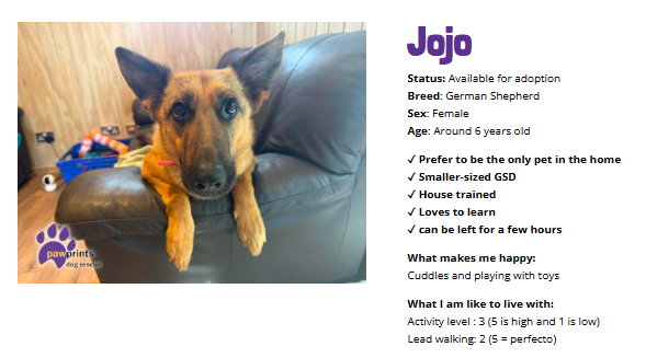 PDRescue's tweet photo. #rehomehour #Warwickshire Jojo is a beautiful small-sized GSD looking for a quiet home where she can truly relax. At 6 yrs old, she has a gentle and affectionate nature &amp; absolutely loves fuss from the people she knows &amp; trusts. Jojo would be best suited to an adult-only home. https://t.co/lYq3yrgNO4