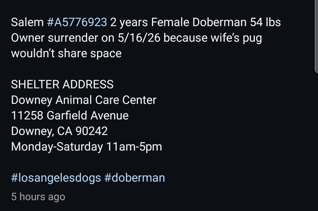 itsadogslifersq's tweet photo. SALEM (f) #A5776928
2yo. #doberman #dobie #Dobermanpinscher
She was adopted & returned. They didn't give her any time at all.
"Salem" means peace. The vet says she's blind.
Can somebody kind & experienced pls #foster Salem at NO COST for a rescue? She needs care & stability. https://t.co/anepHVWuJm