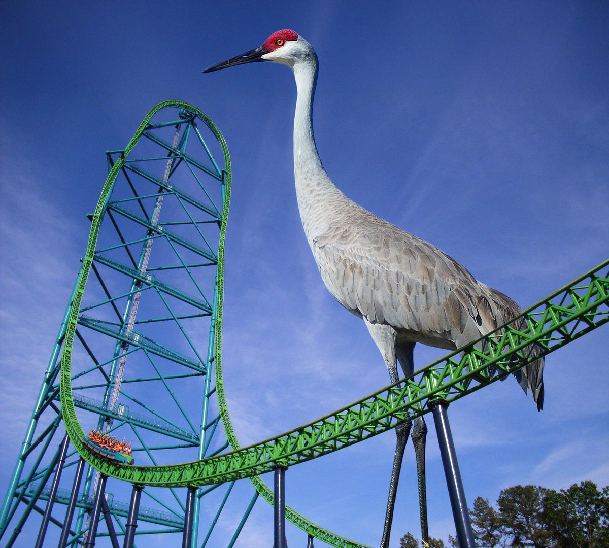Coaster101's tweet photo. Did someone say 450' tall crane? @SFGrAdventure https://t.co/sKplno1yi5