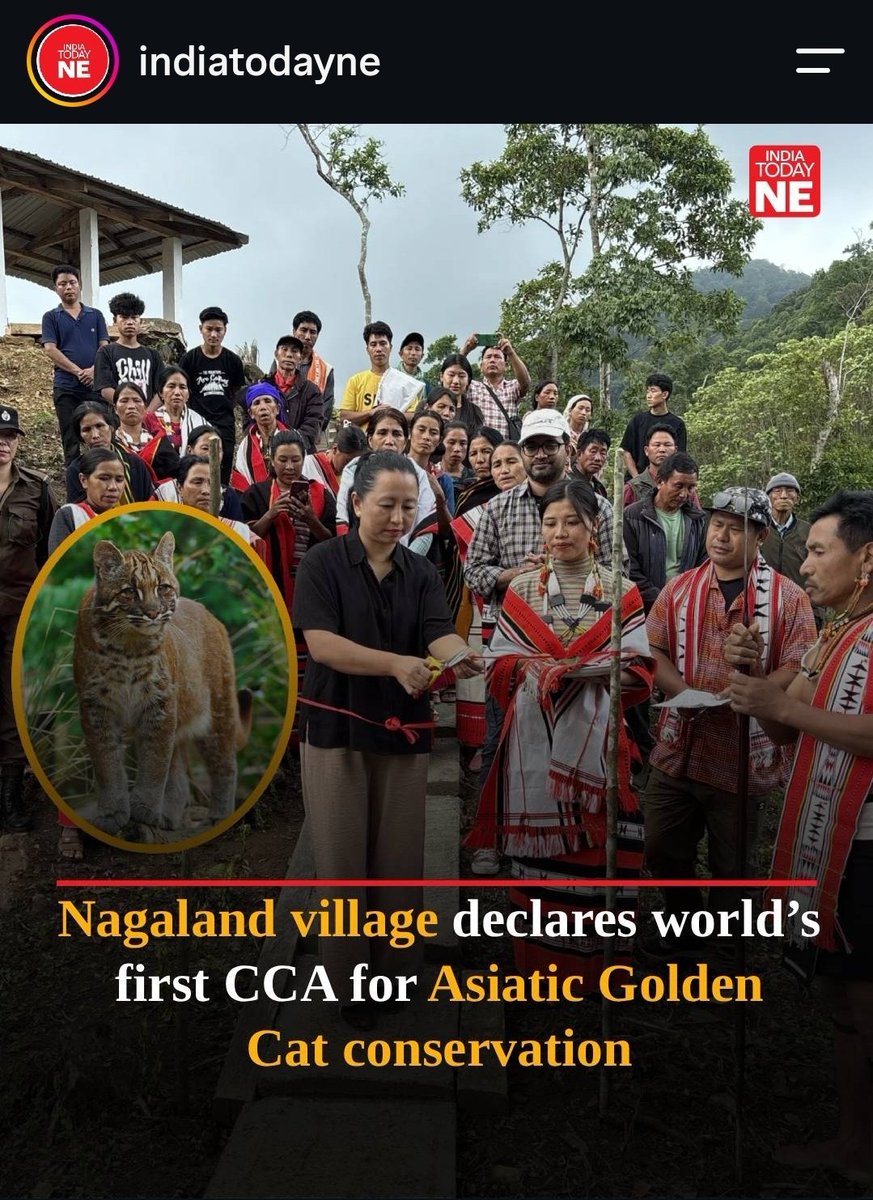 Roop_Kosh's tweet photo. ˖᯽˖  Indian state of Nagaland takes a stand for preservation of these magestic asiatic wild cats. https://t.co/VYRd707nQ5