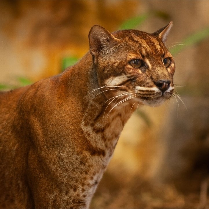 Roop_Kosh's tweet photo. ˖᯽˖  Indian state of Nagaland takes a stand for preservation of these magestic asiatic wild cats. https://t.co/VYRd707nQ5