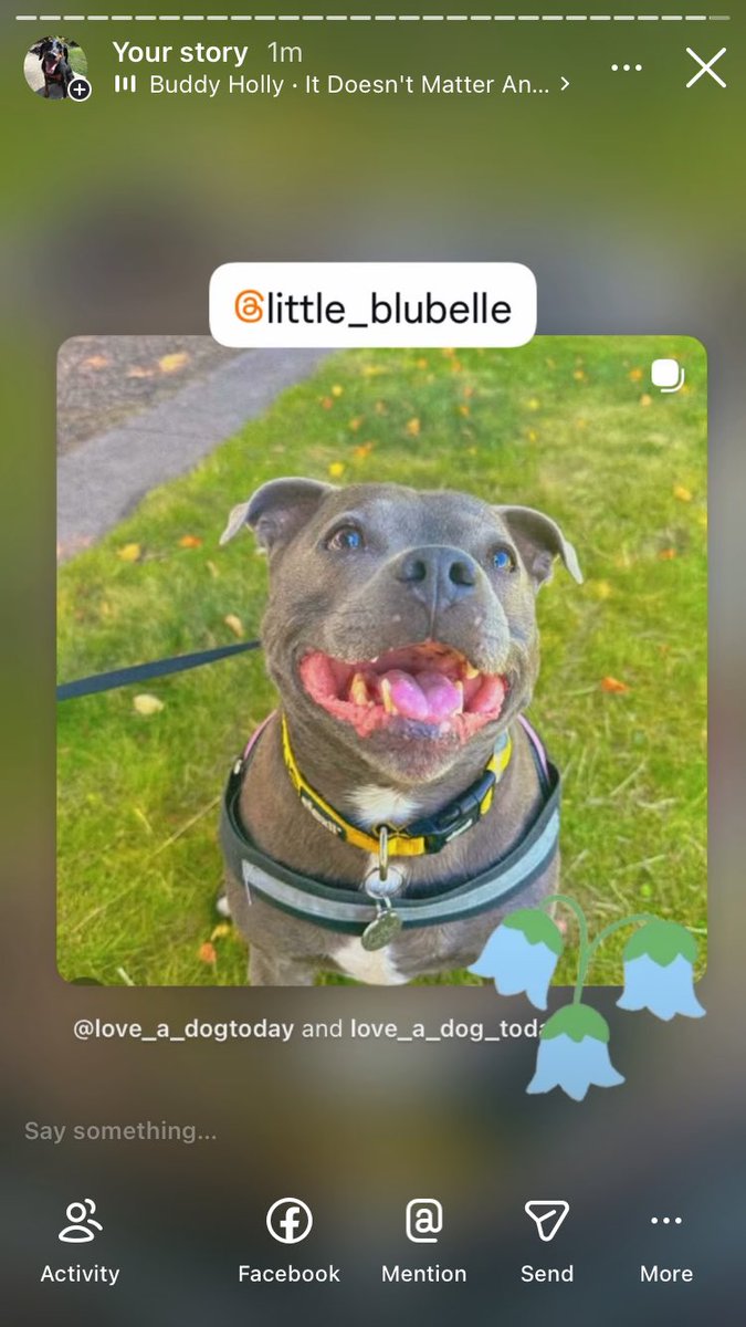 Anman248's tweet photo. Today’s terrier Tuesday 

Follow on IG @love_a_dogtoday and @love_a_dog_today for the complete posts and profiles of these pups
.................
#dog #dogs  #loveadogtoday #loveadogday  #doglove #dogsoftwitter #twitterdogs #twitterdog https://t.co/souIUkaM32