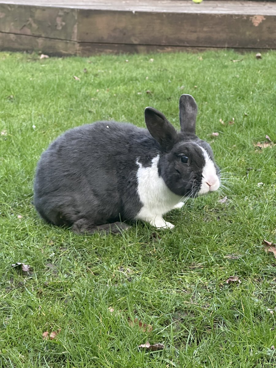 KinlochSusan's tweet photo. @KayMcCaffery1 We lost our bunny, he was almost 12, so it’s been a sad few days 🐰😢 https://t.co/cAIEEEfhgR