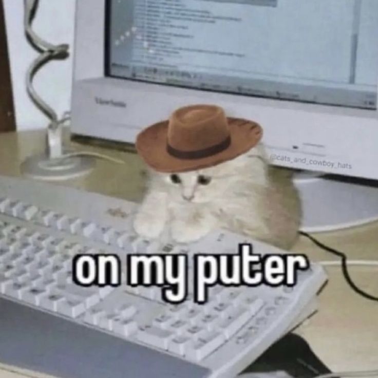 catsbeiingcats's tweet photo. https://t.co/YnwUo3gOd9