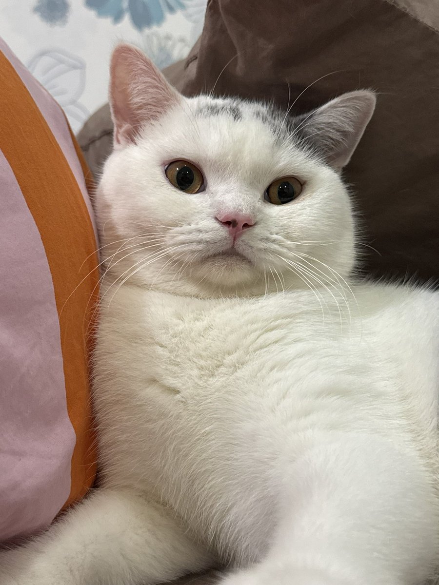 yoojeenoo's tweet photo. แมวมอมๆ https://t.co/X3iyj6C8gL