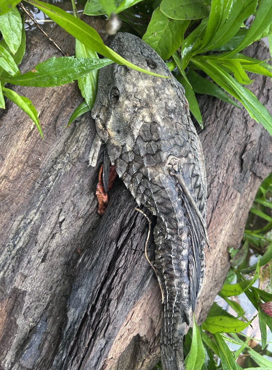 csnyd9's tweet photo. @OhioDivWildlife 2 weeks ago i hooked this armored Catfish in the Great Miami River near Dayton! Are they safe to throw back or yall trying to study these? What is protocol when catching the evasive species? https://t.co/Q8AOQn1rDi
