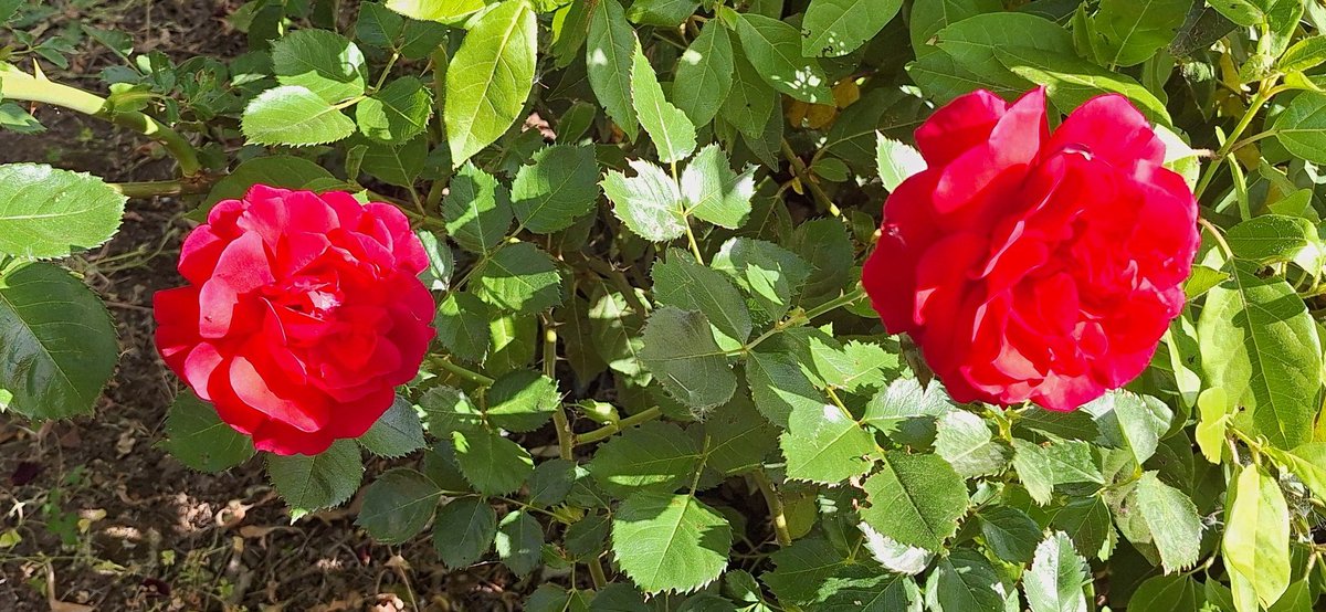 LuisGlezArch's tweet photo. Cómo están las rosas. https://t.co/49YrZ0teYi