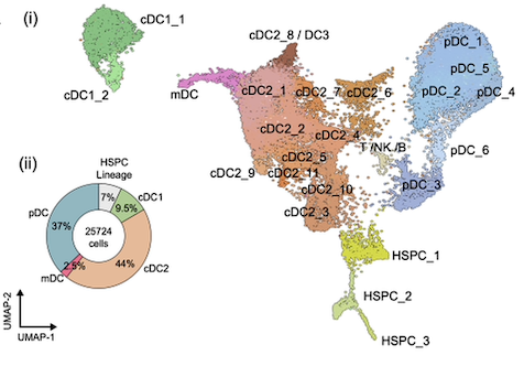 CohnOfir's tweet photo. Decades of research have revealed the intricacies of how dendritic cells (DCs) function, but fundamental questions remain about how this group of cells develops in humans and how this process goes awry in disease. A thread on our new work! (1/9)
https://t.co/9hgDt3r8n1 https://t.co/UWKFgKEMFo