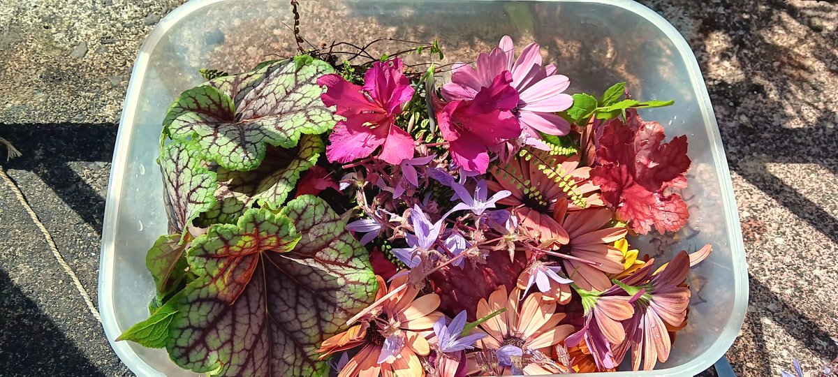RedmountResHome's tweet photo. For 30 Days Wild we've foraged for flowers and leaves to press into art work for our nature frames. We took a lovely walk, finding some super straight sticks and some ducks along the way #30DaysWild #FlowerPressing #Foraging #WildWellbeing https://t.co/diXmuEuTUh