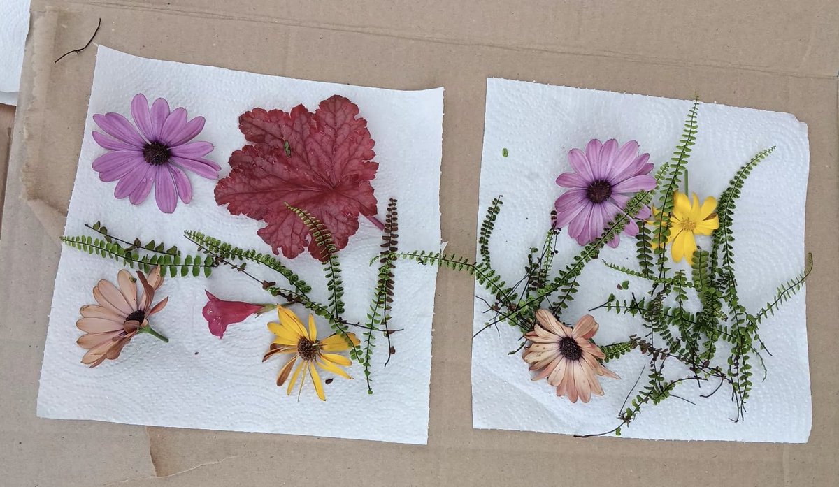 RedmountResHome's tweet photo. For 30 Days Wild we've foraged for flowers and leaves to press into art work for our nature frames. We took a lovely walk, finding some super straight sticks and some ducks along the way #30DaysWild #FlowerPressing #Foraging #WildWellbeing https://t.co/diXmuEuTUh