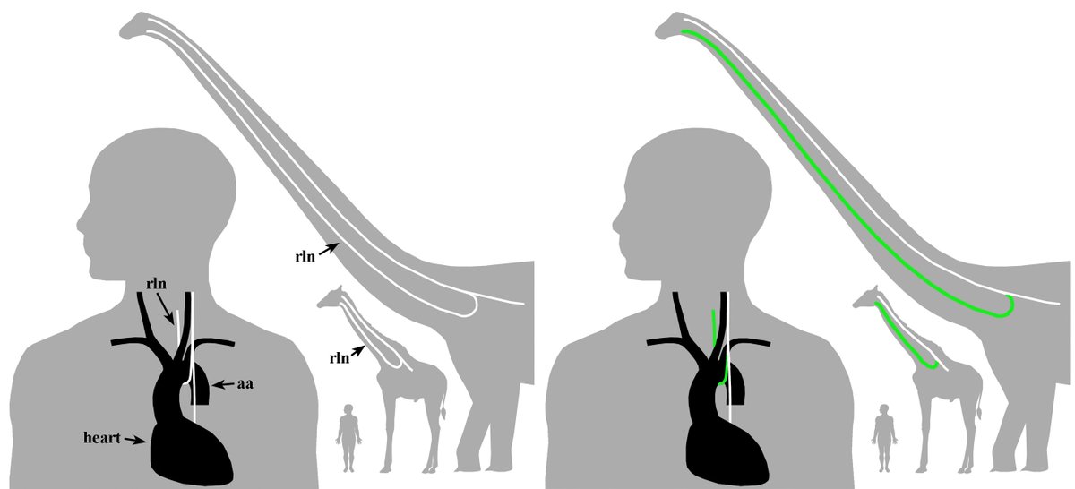 GunWeeb_owl's tweet photo. @buckadeath About the same evolutionary pathway that made the faringeal nerve take a whole ass, unnecessary detour on mammals when it should be only a couple inches long at most; Evolution works by non-randomly selecting random mutations that offer an advantage, or sometimes, that don't. https://t.co/uSdjdap919