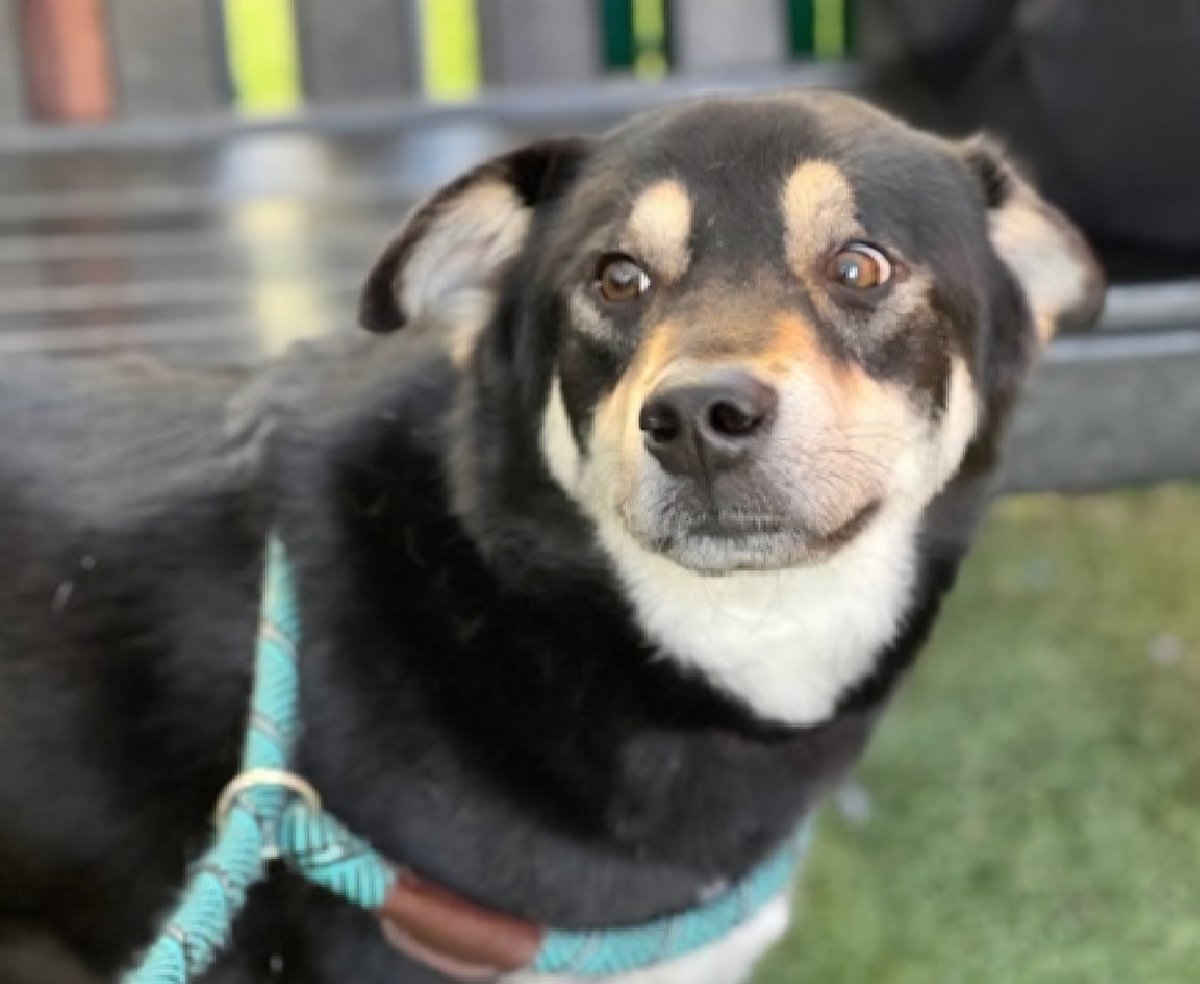 MyBoxerLuvMac1's tweet photo. 💔Prospector💔
#NYCACC #255026 6y
▪️Listed TBK: 6/4 
#RescueOnly

Precious sweetie's💔, arrived stray just 13 days ago.
Handsone darling's so fearful, urinates on himself!
Responds 2 verbal coaxing in kennel & chicken.
Needs loving, N.East #Foster, 4 security, 2 decompress & feel safe again.

DM @CathyPolicky
Pls #Pledge4Rescue
💞P
https://t.co/tGd4wTX8fL