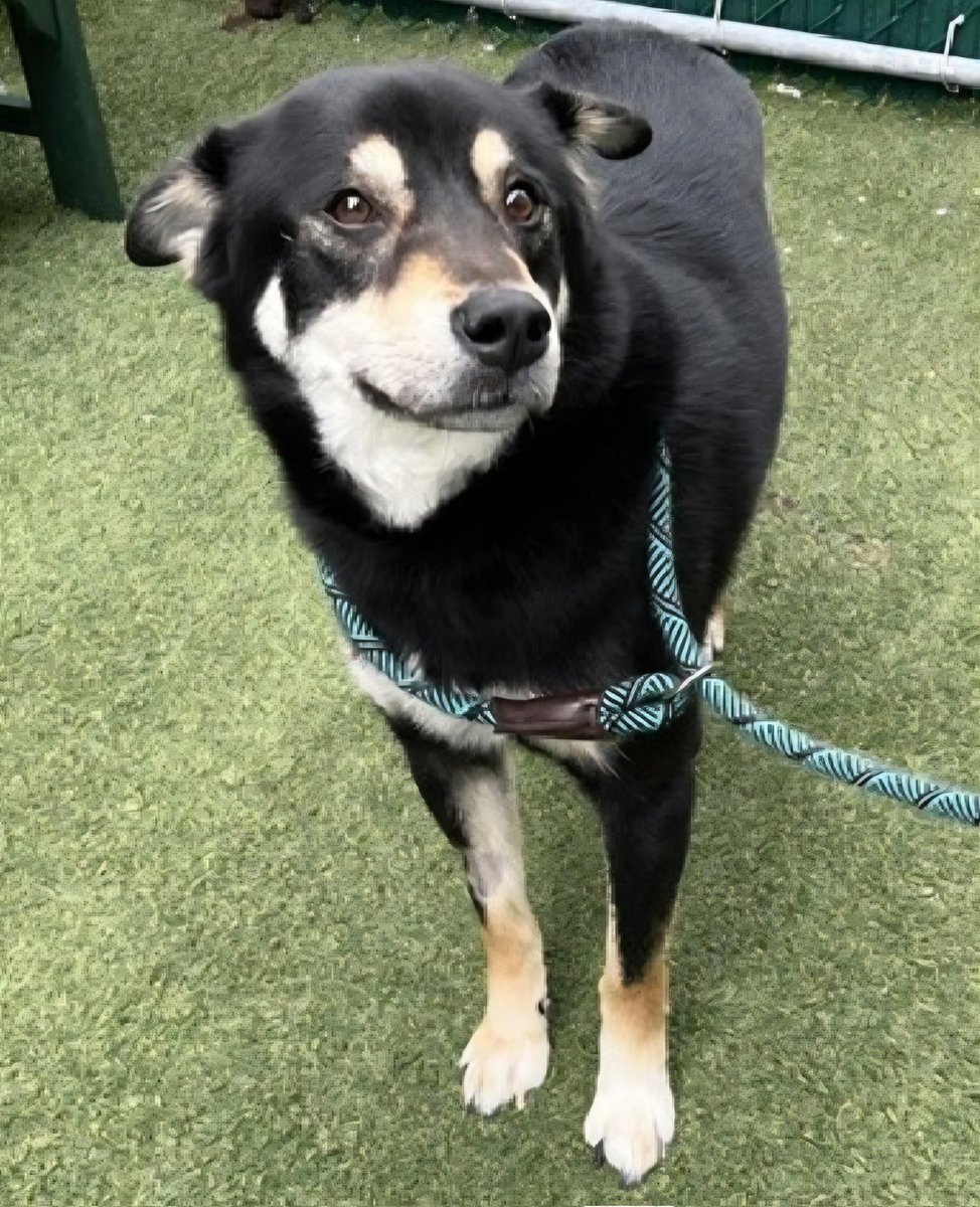 MyBoxerLuvMac1's tweet photo. 💔Prospector💔
#NYCACC #255026 6y
▪️Listed TBK: 6/4 
#RescueOnly

Precious sweetie's💔, arrived stray just 13 days ago.
Handsone darling's so fearful, urinates on himself!
Responds 2 verbal coaxing in kennel & chicken.
Needs loving, N.East #Foster, 4 security, 2 decompress & feel safe again.

DM @CathyPolicky
Pls #Pledge4Rescue
💞P
https://t.co/tGd4wTX8fL
