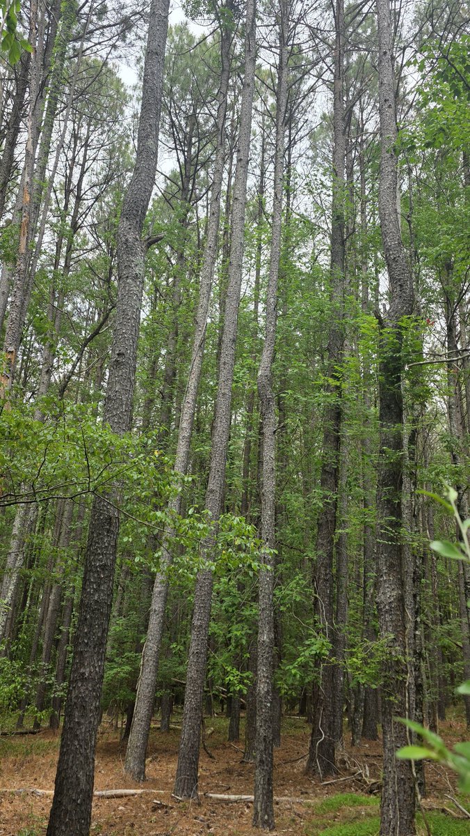 Nathaniel_Chao's tweet photo. 大片的火炬松（loblolly pine)一種又高又直、北卡內陸地區的本土松樹。 https://t.co/lTw7Za8WmX
