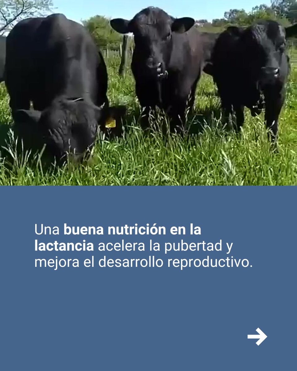 INTACuenca's tweet photo. La capacidad de servicio y la calidad seminal se definen a lo largo de toda la vida del animal, y la nutrición es el eje conductor.
Te resumimos los puntos críticos que debés monitorear en tu establecimiento para evitar pérdidas reproductivas evitables.

ℹ️https://t.co/R5B6xU2f3X https://t.co/uAhEMAZhFZ