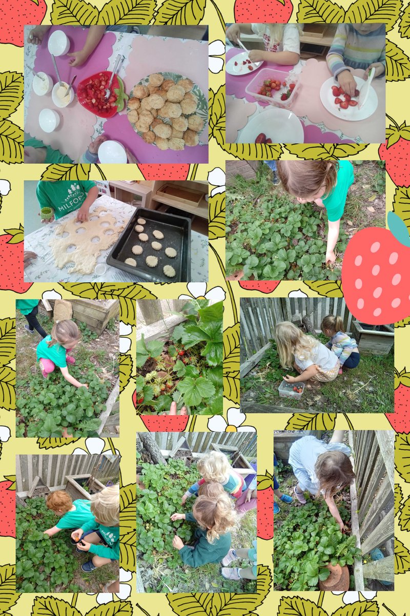 PreMilford's tweet photo. We have been closely watching our strawberry patch during our daily visits, they were thrilled to see that we have lots of strawberries, ripe for picking this week! 
We prepared them and baked scones for our own afternoon tea! From home grown to home made! @NewForestSussed #EYFS https://t.co/kW1mNcqEdb