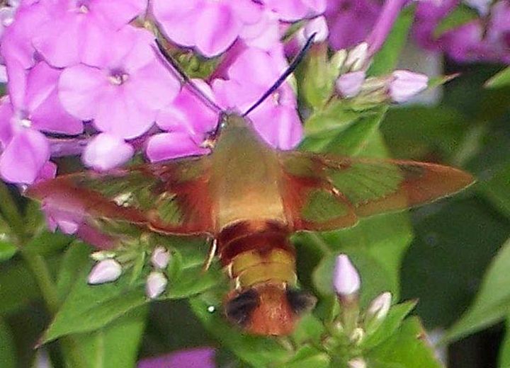 jilljjam's tweet photo. Art of the Day! "Hummer &amp; Phlox 3". Buy at: https://t.co/JI1gJt1Lc2 https://t.co/56BVCrWgnd