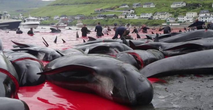 janischshane's tweet photo. To keep biodiversity alive, the #grind must stop. 🐋
Faroe Islands: "402 whales killed in ONE DAY" (May 2026  147-yr record)
44+ pregnant females + calves NEVER counted.
1,150+ slaughtered yearly
Whales birth every 3-5 yrs  killing mothers = killing the future. https://t.co/q6r888wYJK