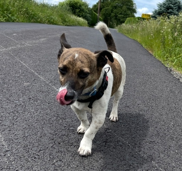 millypod1's tweet photo. 🆘1 JUNE 2026 #Lost TOBY #ScanMe
ELDERLY Jack Russell Terrier Male
#Cadishead and Little Woolden Moss #WA3
#Warrington #Cheshire
Has a collar on him, he chased animal into the peat bug.  MICROCHIPPED https://t.co/5H0JKaCVQd