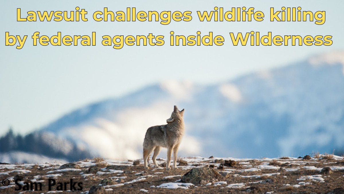 WildernessWatch's tweet photo. Our new lawsuit with our allies is challenging the U.S. government’s policy of allowing federal agents to kill wildlife—including wolves, bears, cougars, and coyotes using poisons, traps, and aerial gunning—inside designated Wilderness.

Learn more >>> https://t.co/Whfu6Ptssr https://t.co/wDPWKQXqiL
