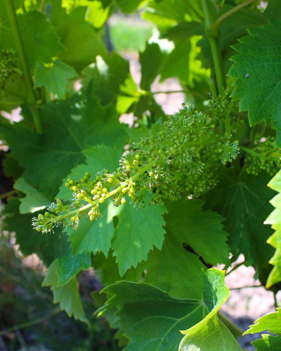 vitipeps's tweet photo. Au début du mois de juin, après la fécondation, les fleurs commencent à se transformer : elles sèchent puis tombent, laissant place aux premiers grains. Lorsque le fruit est formé, on parle alors de #nouaison🍇
#Vitipeps #plantdevigne #pepiniereviticole #madeinfrance #vinenursery https://t.co/ib5iZe8Pd9