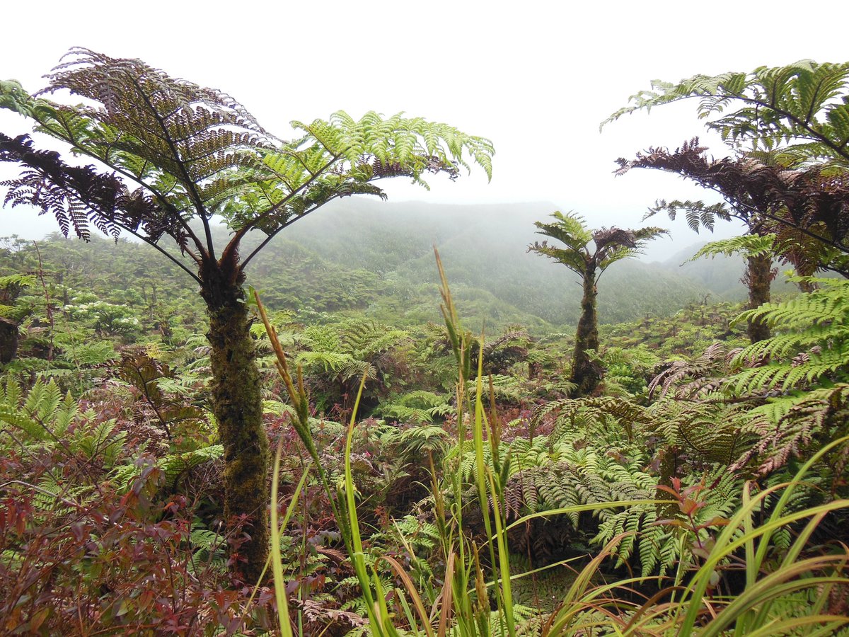 StHelenaPeaksNP's tweet photo. 🌳🌿St Helena’s iconic #endemic Tree Fern (Dicksonia arborescens) is a standout species and crucial to our cloud forest🌲☁️ Reaching >4m, it acts as a natural nursery for many native species of flora & fauna🍃🪲 and is utilised in habitat restoration for the #SHCFP (DPLUS224)🌱 https://t.co/6T6Ddjj4Gi