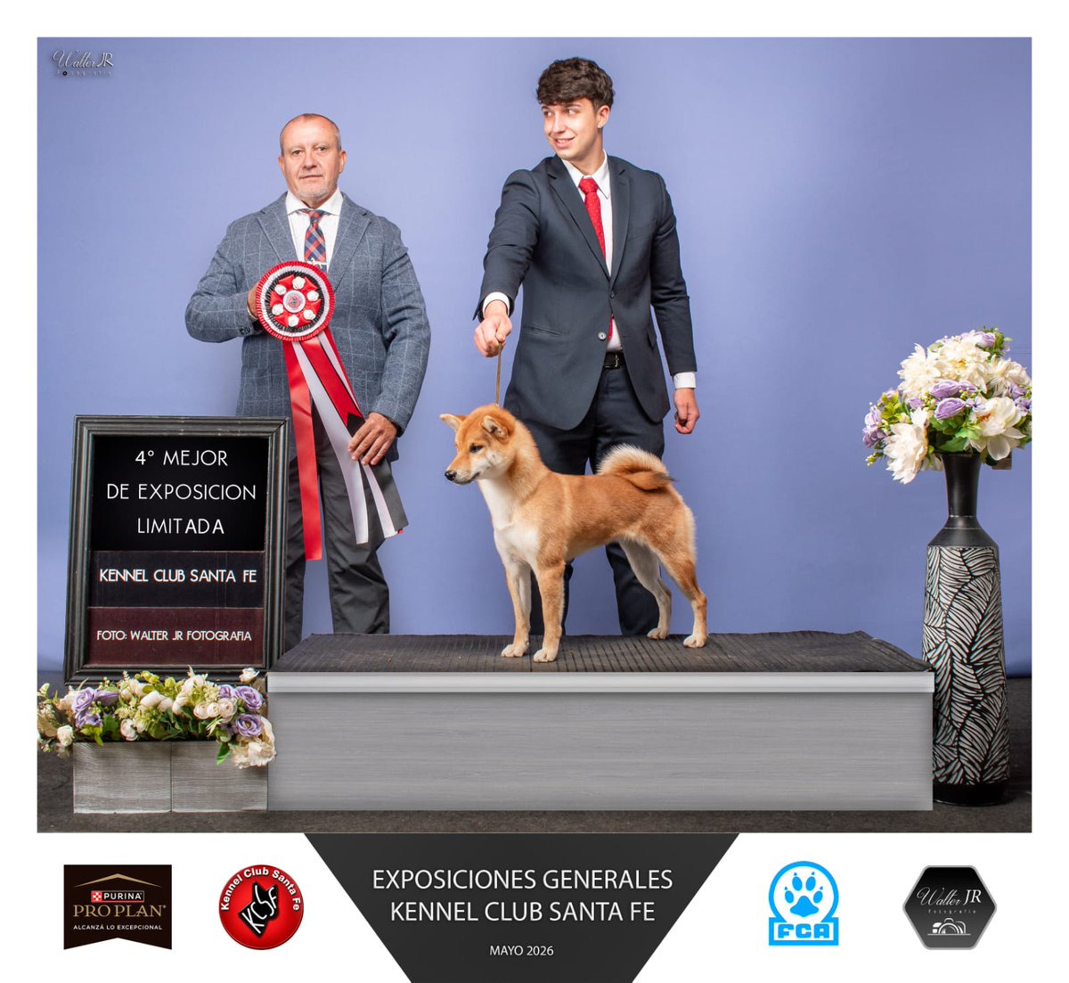 Perros_EnAccion's tweet photo. KIREINA 
Registro FCA N° 45237 
Raza Shiba Inu en Argentina

Propietaria Carolina Santiago
+54 9 341 611-1986
Instagram @Kireina.shiba
Handlers Maximiliano Salvarezza y Joaquín Bosio

@Perros_EnAccion TV
#PerrosEnAcción
#Perros
#Exposiciones
#Kireina
#ShibaInu https://t.co/AKF5OV55Pa