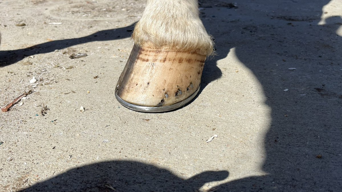 SWLarsonFarrier's tweet photo. Low nail line but the new rim turned out good. https://t.co/TXDkQiFQ4w