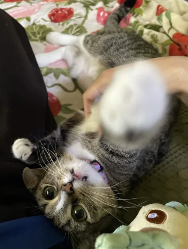 sjdoesva's tweet photo. @Its_Tina_timeVO Just got a new cat :) Say hi to Bug 🐞 https://t.co/017iHRW5OQ