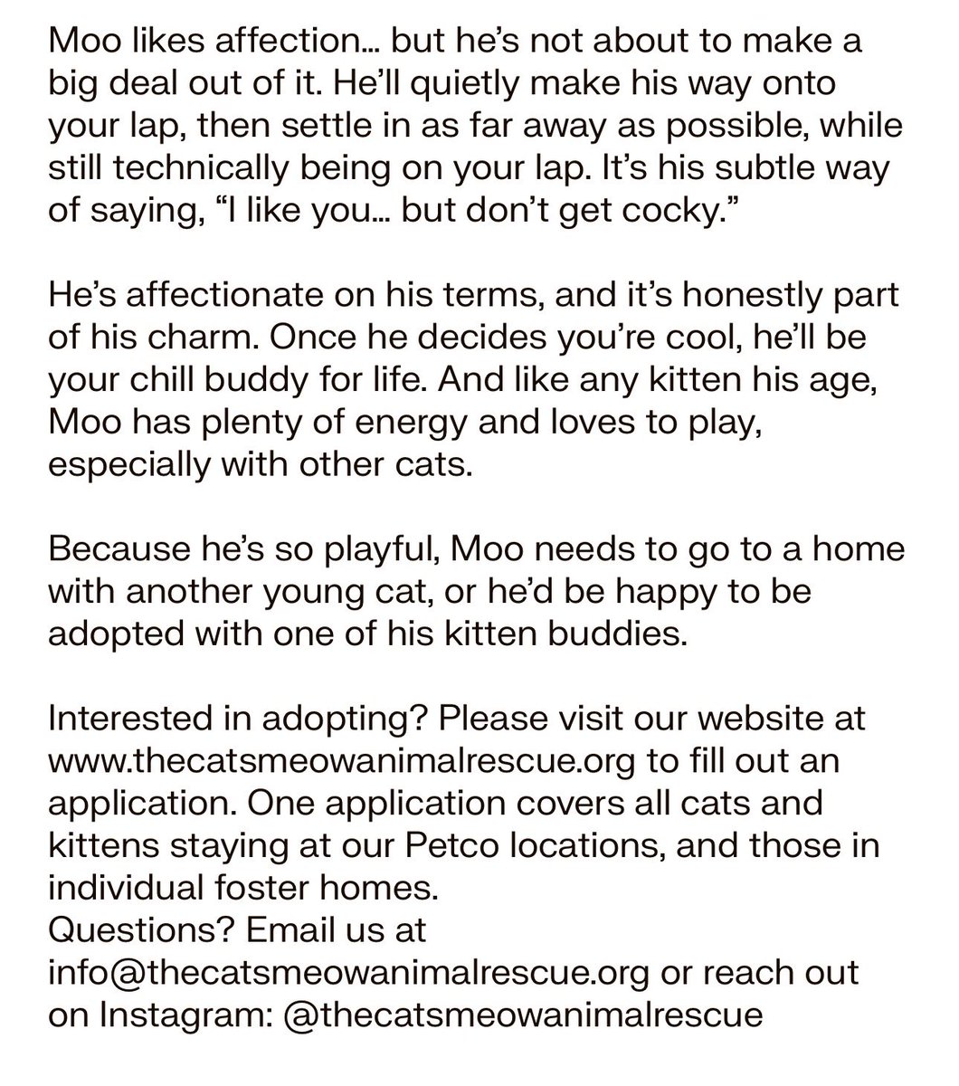 TheCatsMeowInc's tweet photo. help Moo with a RT/share!

This 1yo guy needs a fantastic #ForeverHome in the #LosAngeles area

Bio and adoption info in 2nd pic

#RehomeHour
Hosted by @MillieOTLFP

#adoptdontshop #cats #AdoptMe 
#CatsofTwitter #CatsOfX #XCats https://t.co/gFPVeZieNb