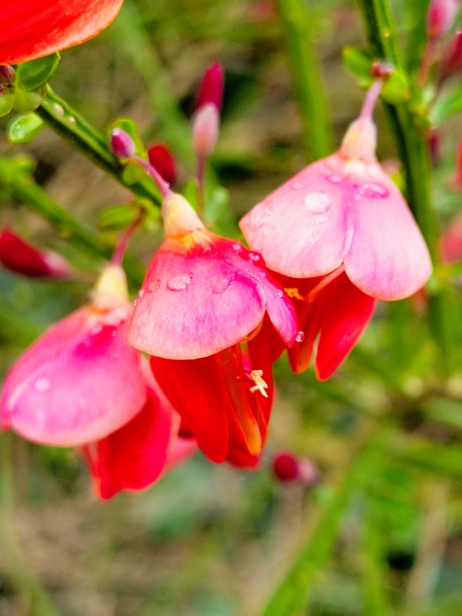 FPRudow's tweet photo. Die Edelginstersorte "Boskoop Ruby" benötigt sandige Böden und volle Sonne, also ideal für die Mark Brandenburg. Leider sind nur ein paar Wildbienen-Arten auf den Strauch spezialisiert, aber immerhin. Meiner kam ungefragt und blieb. Im Mai und Juni blüht er üppig und duftend.

#meinekleineFarm #urbanfarm #Kleingarten #BerlinerPflanzen #Ginster