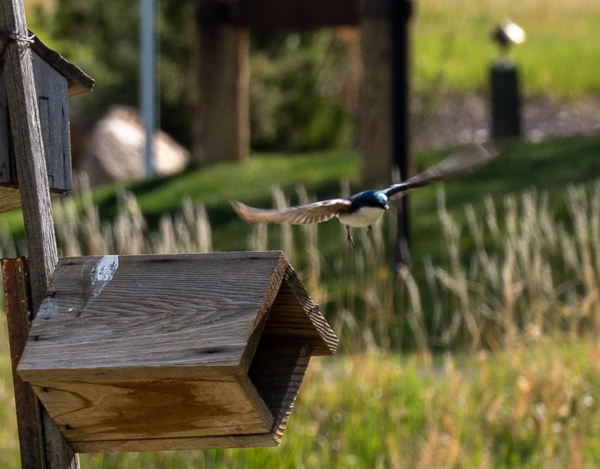 Parkrecord's tweet photo. A wide world of birding awaits Wasatch County
Read More at: https://t.co/QlCokhi6B6 https://t.co/KP1ShPvrmb