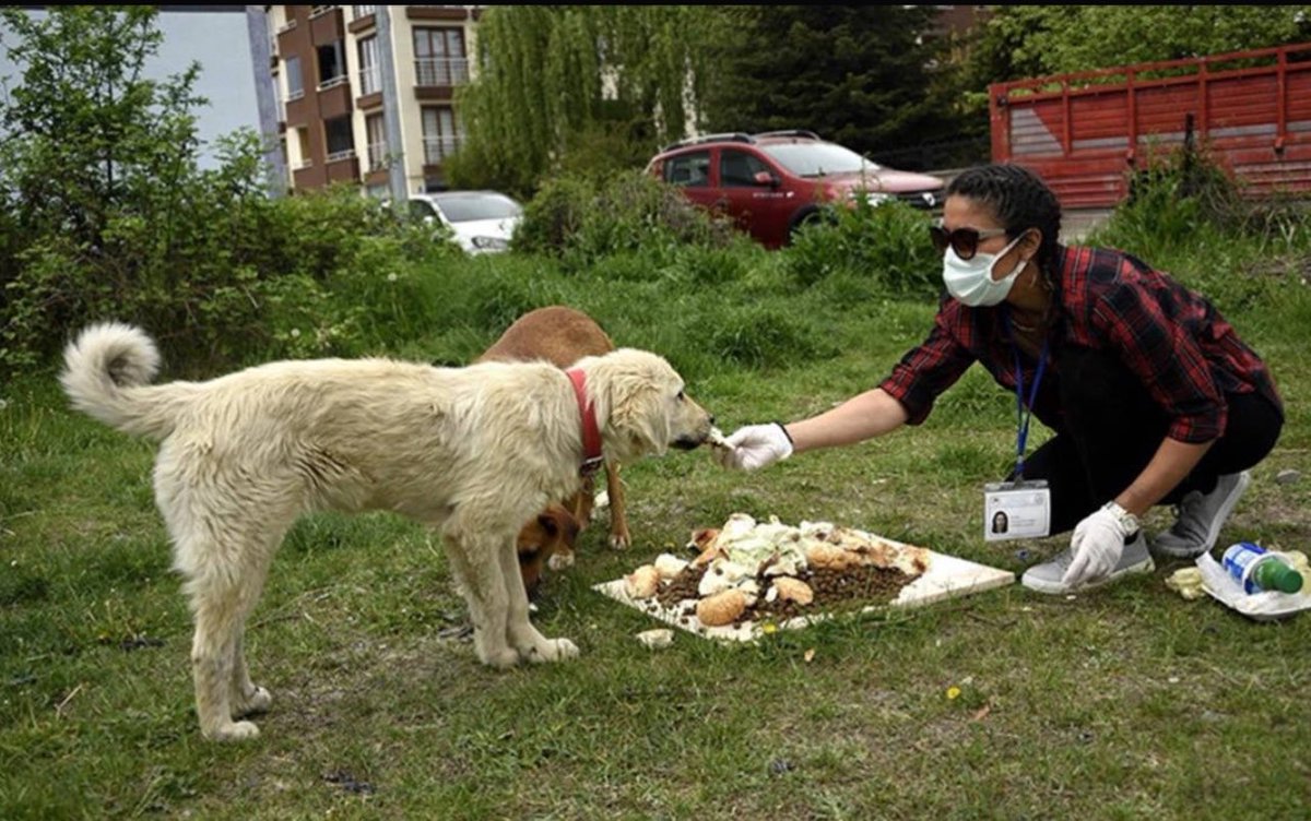 AyeglAl37664379's tweet photo. Merak etmeyin; o köpekleri besleyen elleri eldivenli, ağzı maskeli  kişi muhtemelen akşam olunca korunaklı sitesine çekilecek. O artıklar, o sürüler, o korkuyla eve giden çocuklar ise mahalle sakinlerine kalacak. Başkasının sokağında vicdan gösterisi yapmak nasıl da hoş!

#sokaktabaşıboşolmaz