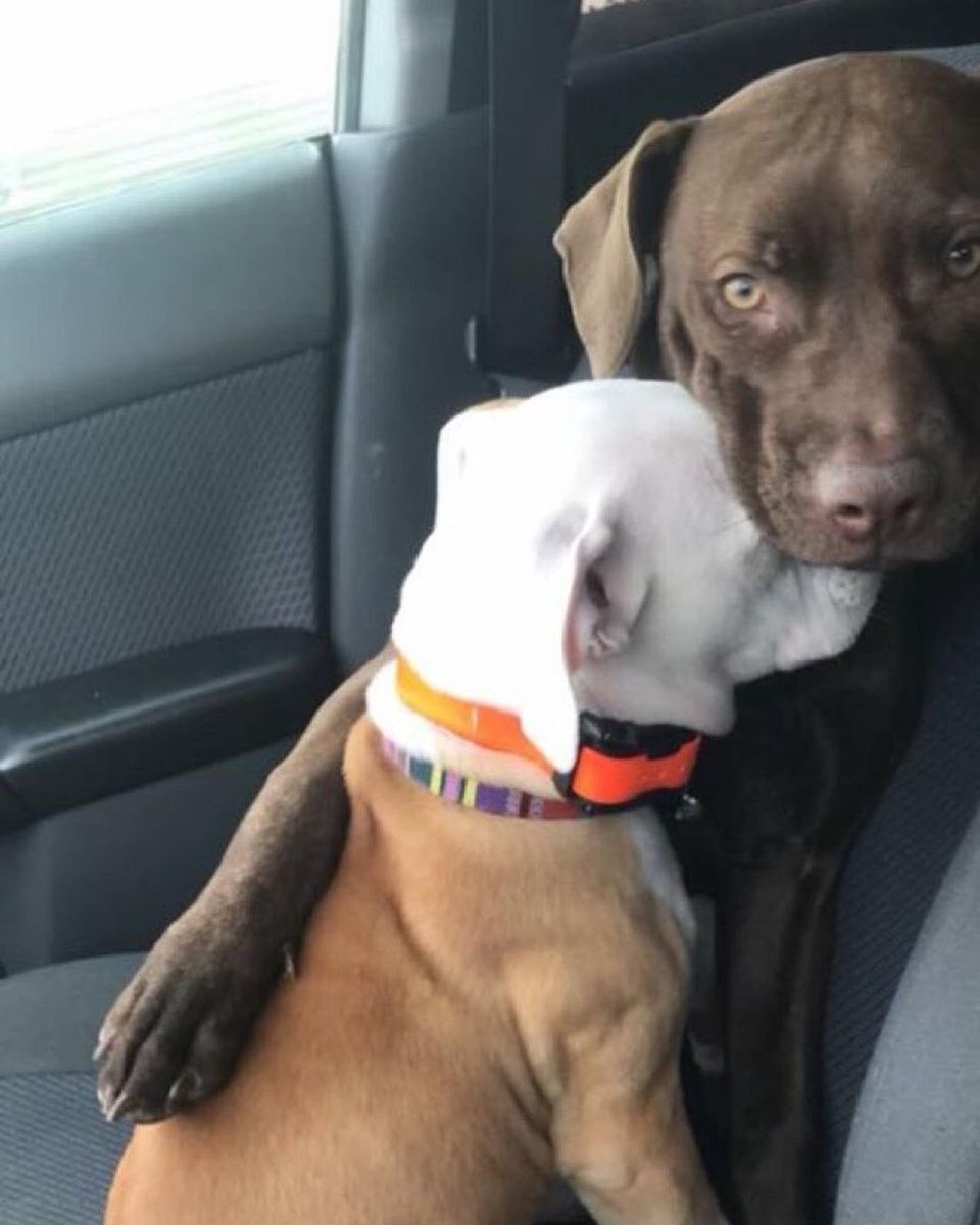 WeRateDogs tweet media