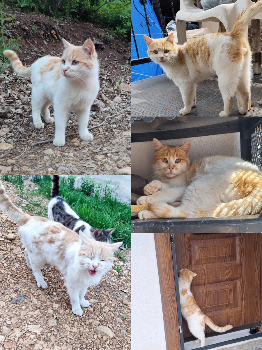 eezgiiliii's tweet photo. Dünya denen bu kötülük yuvasından çok uzakta çiçek bahçelerinde olduğunu biliyorum artık hiçbir şeyden korkmana gerek yok rahat uyu güzelim. Belki birgün yeniden 🪽 https://t.co/3RkuJGJoco