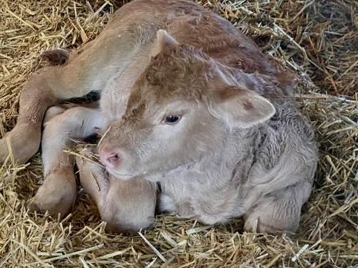 GoetersFourTwo's tweet photo. @10Mattgray @SamWalksALot Talking about cattle, I missed both lambing and calving this year because of the orange fuckwit, but look at these little buggers that arrived 2 weeks before I got back. The Mrs had to pull the darker one on her own at 0430. We’ve had 14 in total this year, the rest are red. https://t.co/zjn1gjBKgU