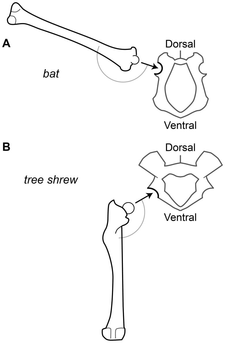Evoincarnate's tweet photo. It’s weird how bats have just straight up backwards legs
Not backwards knees, not hidden thigh with digitigrade legs
Straight up entire leg is rotated so the knee bends “backwards” 
Hip joint is just rotated around https://t.co/EdKc1lza4W