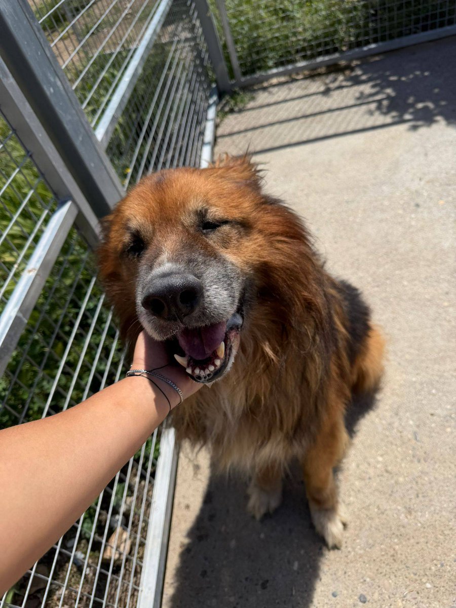 SosAbuelos1's tweet photo. #ZARAGOZA
#LEÓN tiene 10 años. Su dueño ha fallecido (Se desconoce los cuidados que recibía 😒) 

Tiene un carácter noble, cariñoso, amigable, de verdad necesita tener una familia

Contacto: WhatsApp 601 37 36 43 // Llamadas 976 58 62 67 (10 a 14h) // cproteccionanimal@gmail.com https://t.co/Zg7Ve92M3V