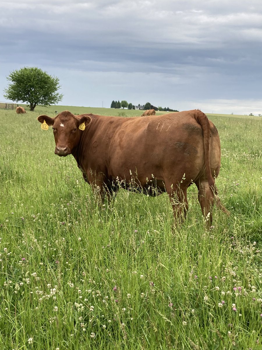Jones7Ch's tweet photo. One of my custom grazing cows. Fleckvieh x Red Angus cross 2nd calf heifer. Due this fall.  Pretty thick gal. https://t.co/WKedmRvYj5