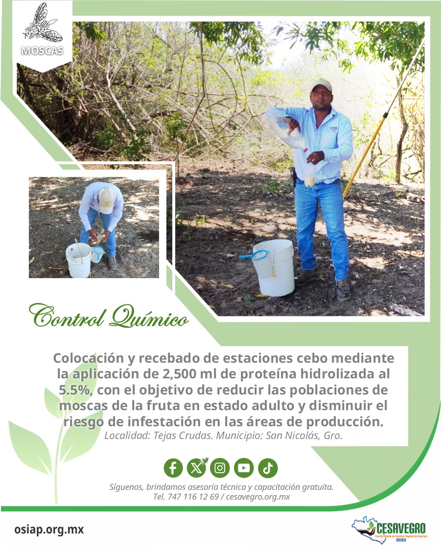 cesavegro's tweet photo. 𝐌𝐨𝐬𝐜𝐚𝐬 𝐝𝐞 𝐥𝐚 𝐅𝐫𝐮𝐭𝐚. Conoce las actividades realizadas por el personal técnico del proyecto.

#cesavegro #agricultura #sanidadvegetal #guerrero https://t.co/ftnPWhk3Hl