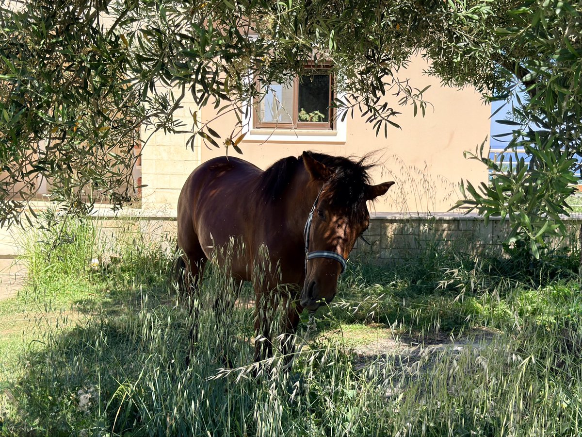 Free2FeelGood's tweet photo. Random photos of a horse being exercised then taken to mow the lawn https://t.co/Uax89REMlU