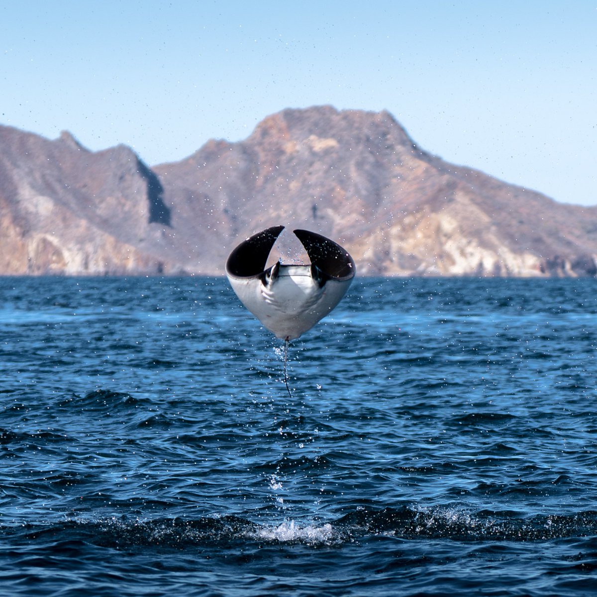 GGerardox2's tweet photo. Mobulas y delfines en el Golfo de California. SONORA🌵❤️ https://t.co/ljtQFjGcOW