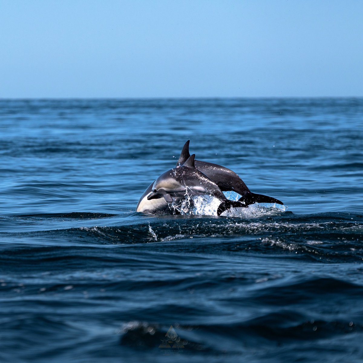 GGerardox2's tweet photo. Mobulas y delfines en el Golfo de California. SONORA🌵❤️ https://t.co/ljtQFjGcOW