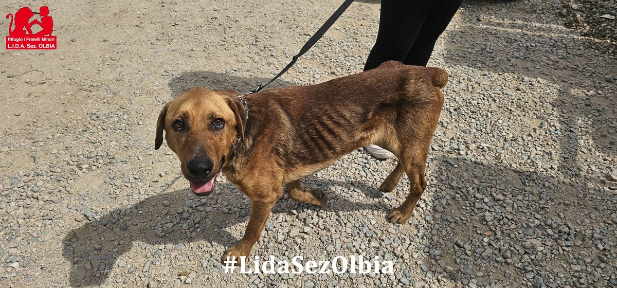 LidaSezOlbia's tweet photo. Olbia, 02.06.2026
Zeno è qui con noi e ogni volta che lo guardiamo, il cuore ci si stringe e si allarga allo stesso tempo.
Nonostante le pappe abbondanti e tutto l'amore che gli stiamo dando, è ancora tanto, troppo magro. ➡️ https://t.co/3puw8sF7or https://t.co/2nVBOSJXOt