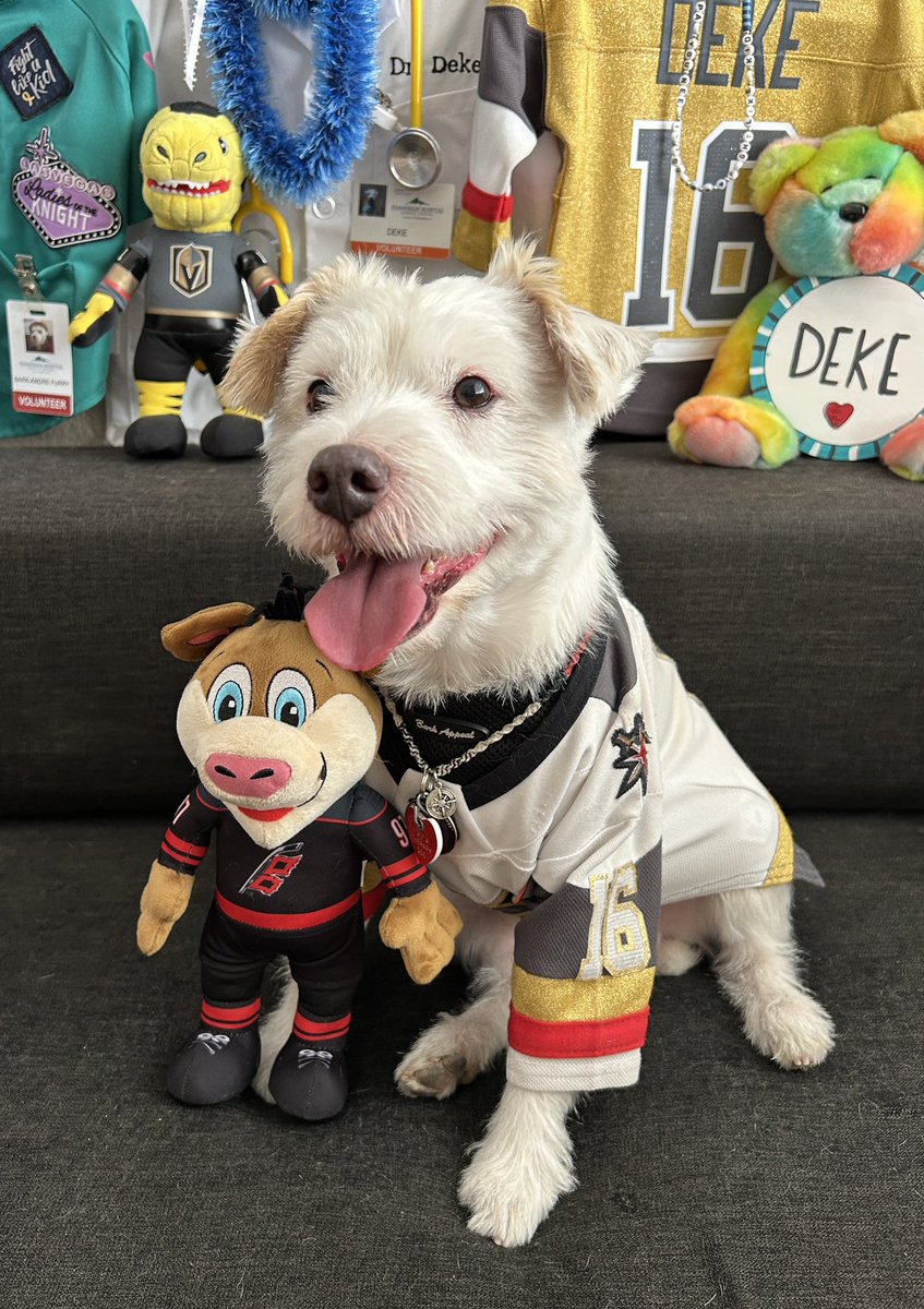 DekeHenriFurry's tweet photo. I’m ready for the hockey!
~ Deke🐾
#ForgedInGold       
#GoKnightsGo
#VGKvsCAR     
#StanleyCupPlayoffs
#StanleyCupFinal
#StanleyCup https://t.co/7sC2jF4Npa