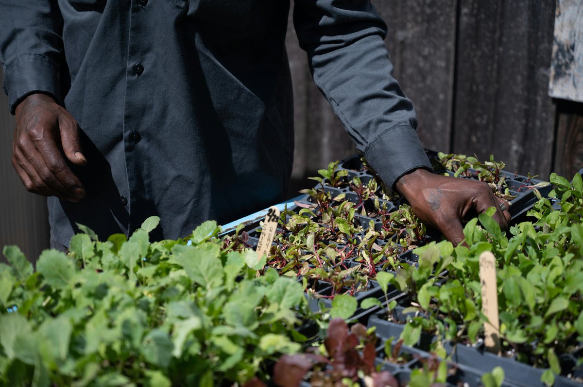 CapricornFM's tweet photo. #BreakfastMasterclass | A beginner's guide to food gardening: what to plant this season and how to maintain a healthy garden.
NEXT | Tshwarelo Masutha of the Africa's Farmers Association Limpopo unpacks the essentials of starting a food garden and keeping it productive, sustainable, and rewarding on the #CapricornBreakfast.