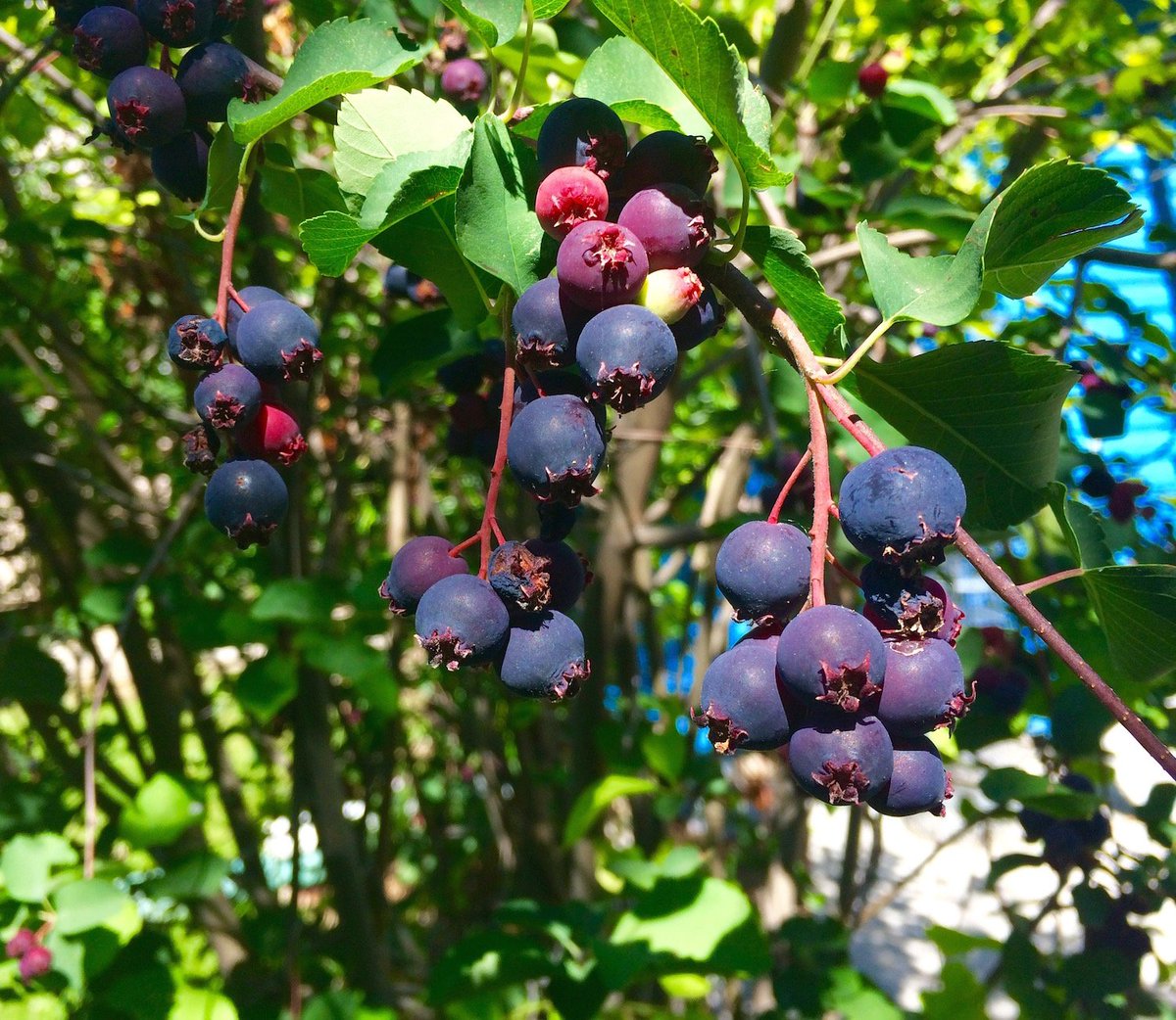 samsutliff's tweet photo. Philly fam, if you see some of these around your neighborhood, they are the best berries around and in season . They're called serviceberries, or juneberries, or any number of other names, and they taste like a blueberry and an apple had a baby with an almond. Wash before eating! https://t.co/oFcSPSrZZR