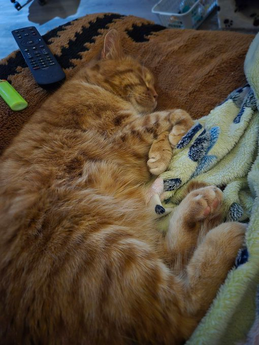 BernieCalling1's tweet photo. @kizamitheegirl Les deux premiers se sont mes chats, mes bébés d'amour. La troisième c'est ma petite fille, vu que c'est la fille de ma fille ^^ https://t.co/cTCJ9ahnwJ