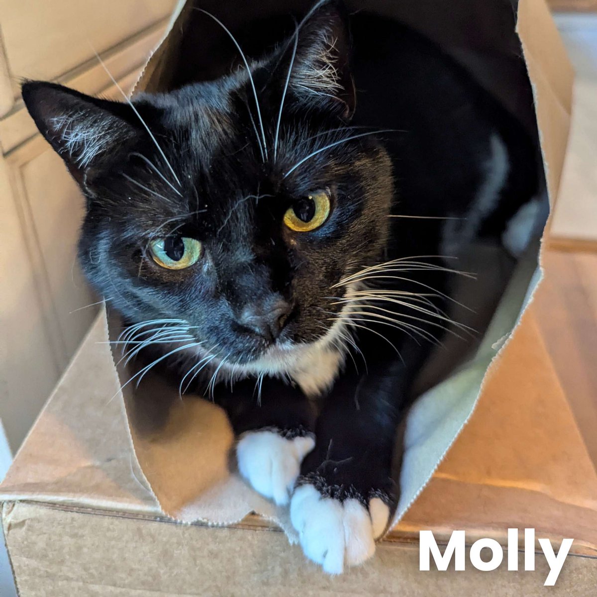 CIDNEWS's tweet photo. It is #TooCuteTuesday at CID! In honor of June being National Adopt-a-Cat Month, we will share pictures of our furry friends every Tuesday!

They are paws-itively adorable!

Please note: these cats belong to CID employees and are not available for adoption. https://t.co/qFs3oDDtYW