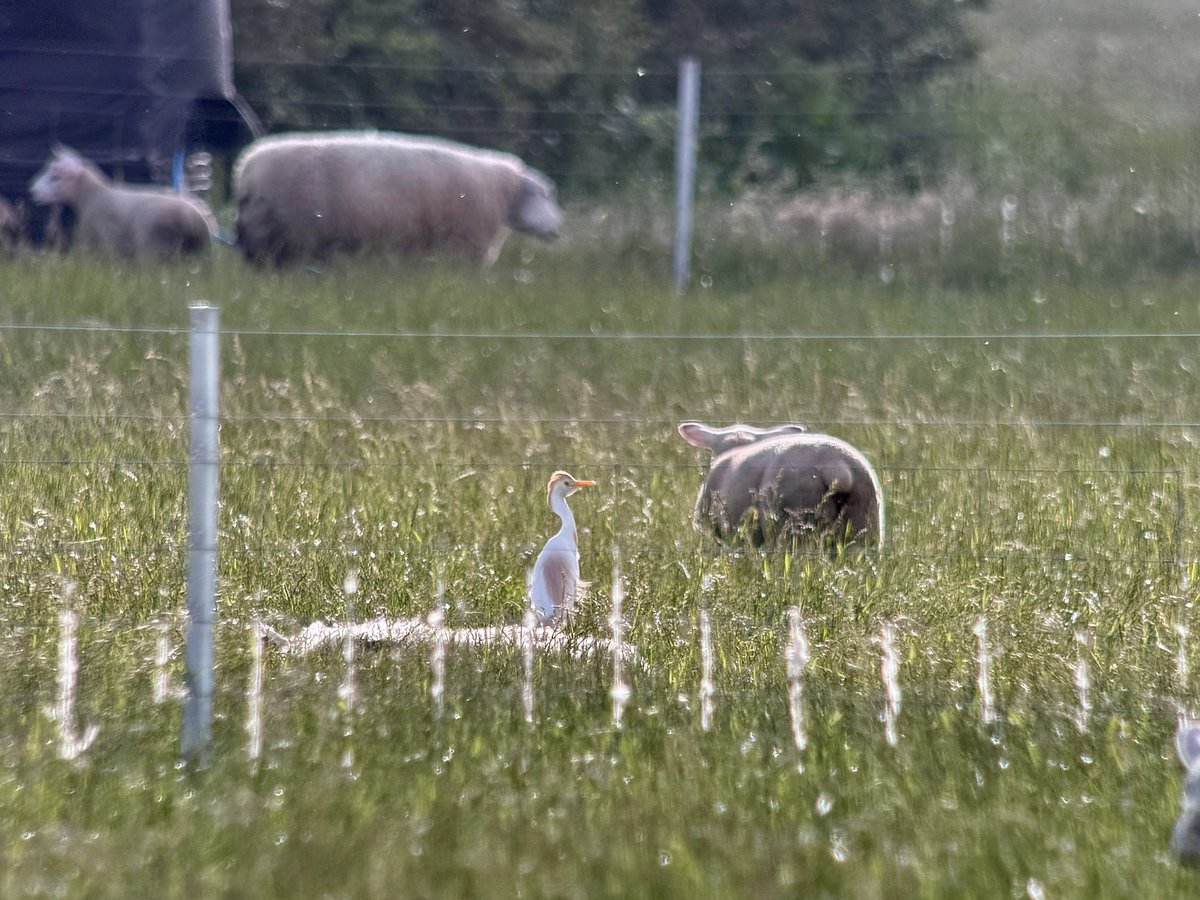 daveliverbirder's tweet photo. Evening #patchbirding ♂︎ Quail singing, 14 Sanderling, Cattle Egret (getting harder to see in the long grass!), Marsh Harrier, 2 Tree Sparrow, 4 Yellow Wag…distinctly mid-summer feel, but in a strong breeze 🤪 https://t.co/OncKi5VLVn
